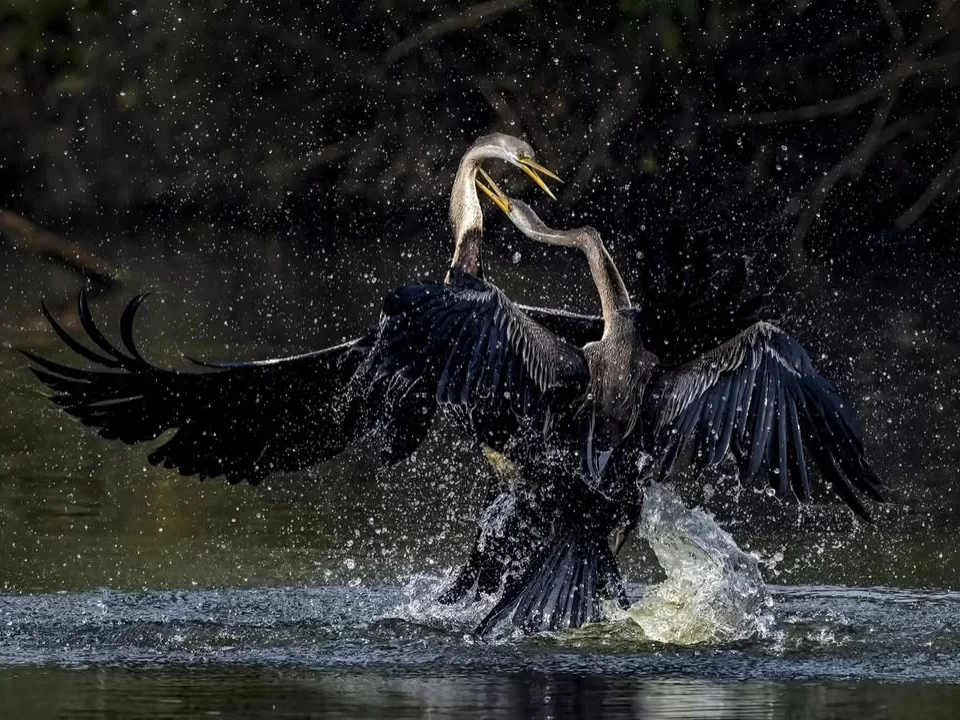 Pair of Oriental darters fighting water splashing wings spread at Kilbury Bird Sanctuary Nainital during dim light, featuring intertwined necks yellow bills dark feathers pond backdrop, perfect birdwatching experience Uttarakhand tour packages.