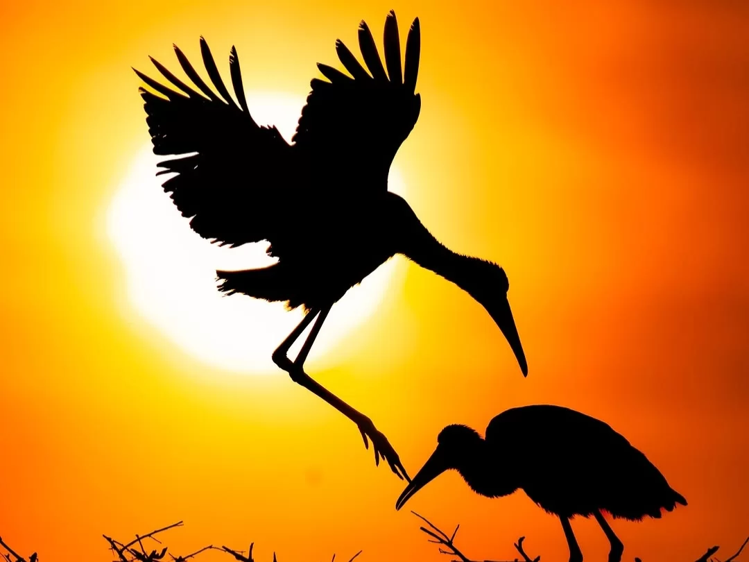 Adult grey heron feeding juvenile chick silhouette at Kilbury Bird Sanctuary during golden sunset, featuring wings spread orange fiery sun barren branches, perfect birdwatching experience Uttarakhand tour packages.