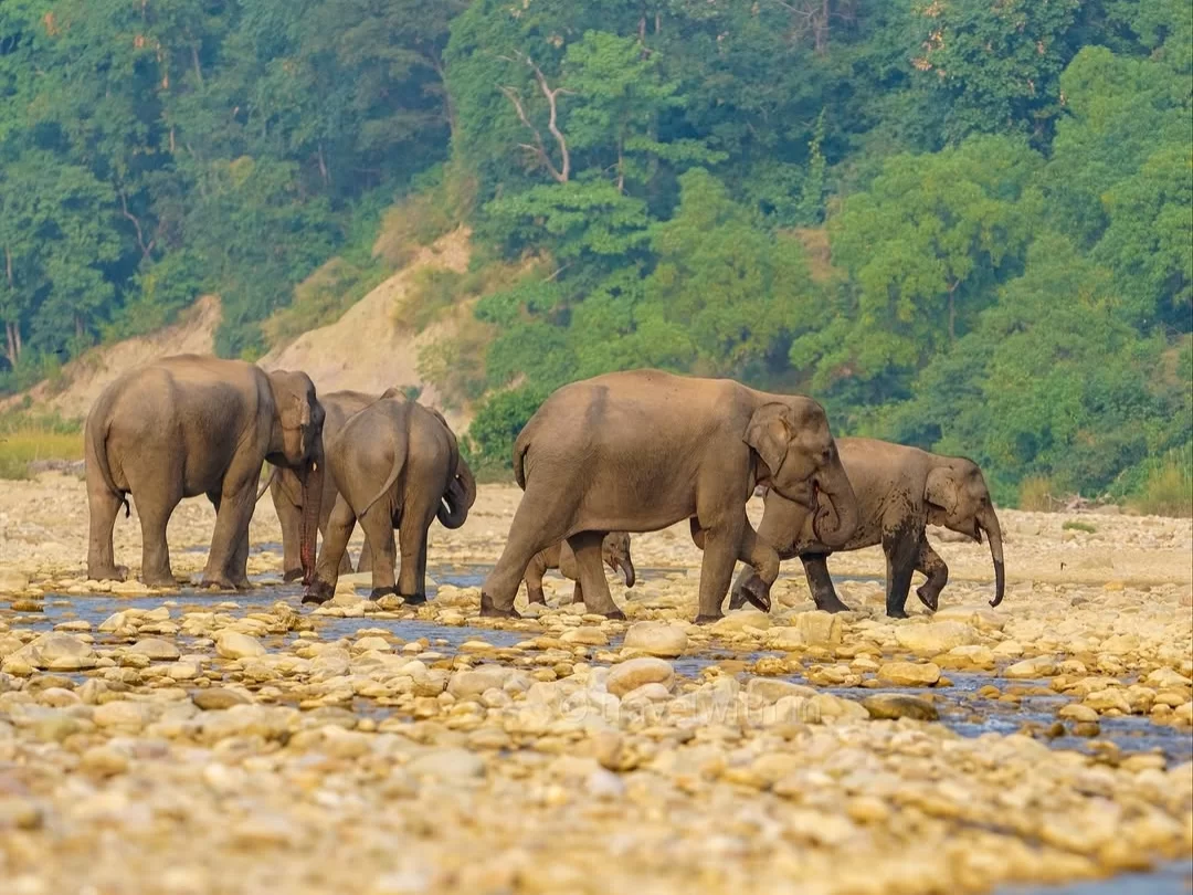 Jim Corbett National Park elephant herd riverside rocky bank forested hills, group Asian elephants wading shallow Ramganga river greenery backdrop, perfect Uttarakhand tour packages.