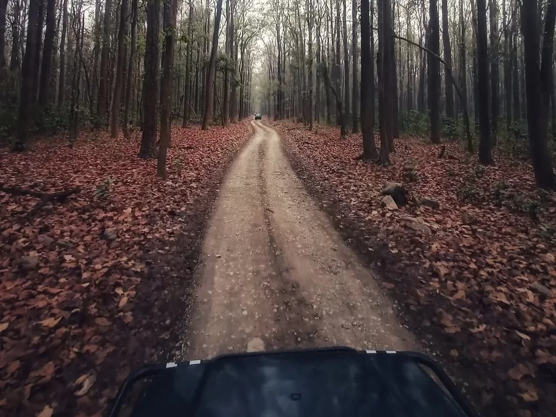 Jim Corbett National Park misty forest trail jeep perspective autumn leaves, gravel path curving sal trees fog foliage distant vehicle, perfect Uttarakhand tour packages.