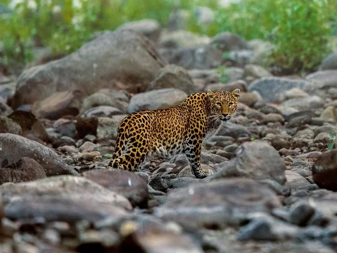 Jim Corbett National Park leopard rocky riverbed green foliage background, spotted leopard standing boulders water mist foreground, perfect Uttarakhand tour packages.