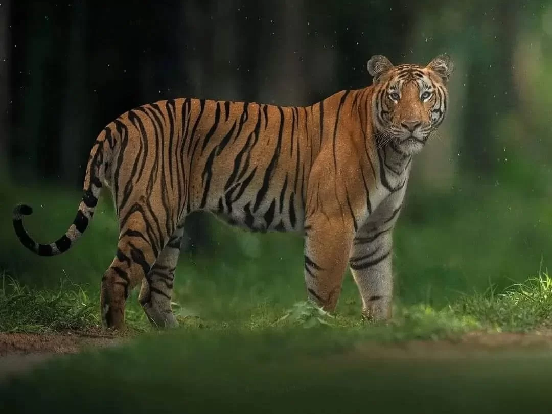 Jim Corbett National Park Bengal tiger standing forest clearing mist, striped tiger profile dark trees green grass foreground, perfect Uttarakhand tour packages.