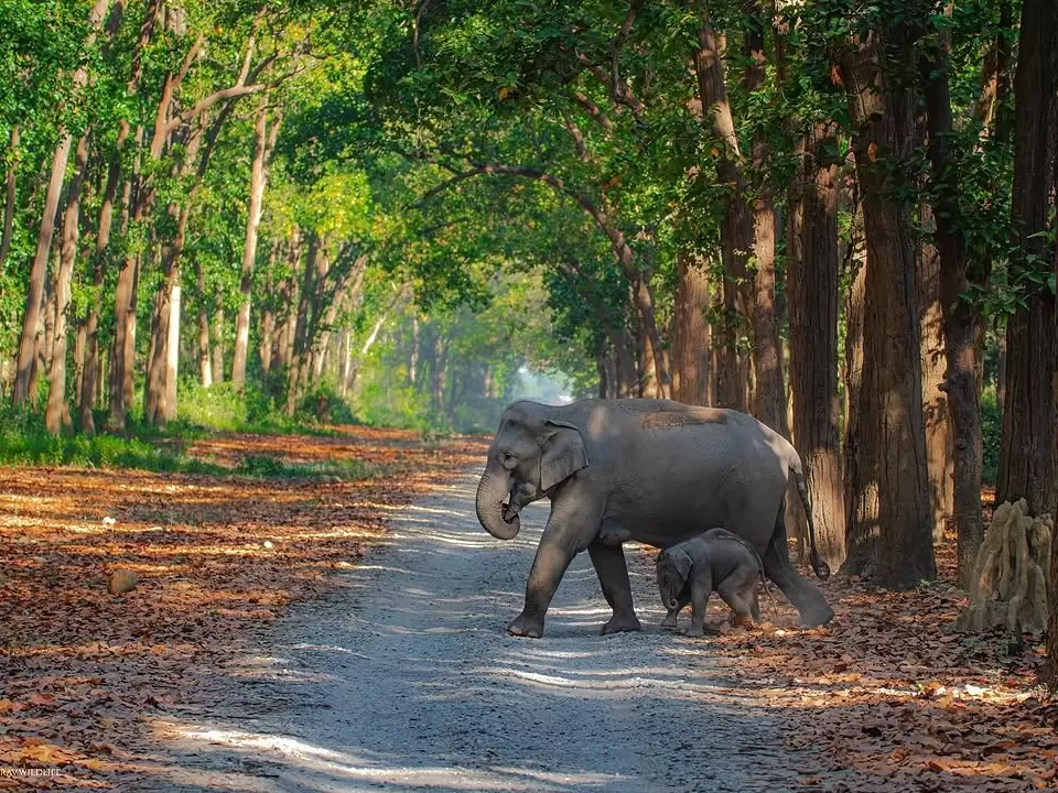 Jim Corbett National Park mother calf Asian elephants forest trail, elephant family walking gravel path sal trees mist autumn leaves sunlight, perfect Uttarakhand tour packages.