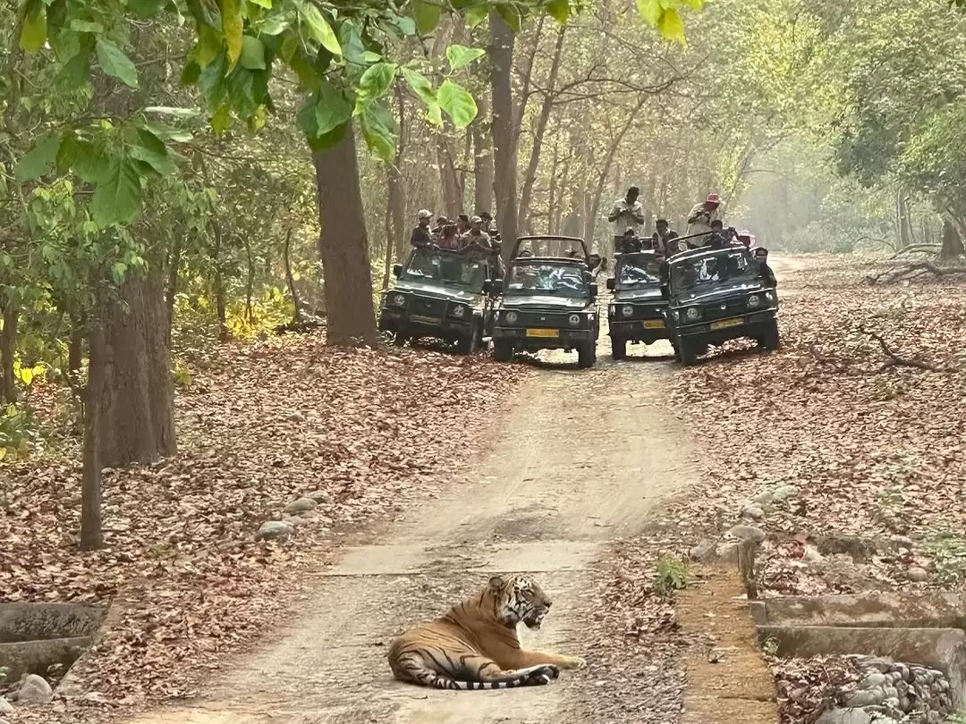 Jim Corbett National Park Bengal tiger lounging forest trail foreground, convoy green safari jeeps tourists distant sal trees autumn leaves sunlight, perfect Uttarakhand wildlife adventure tour packages.