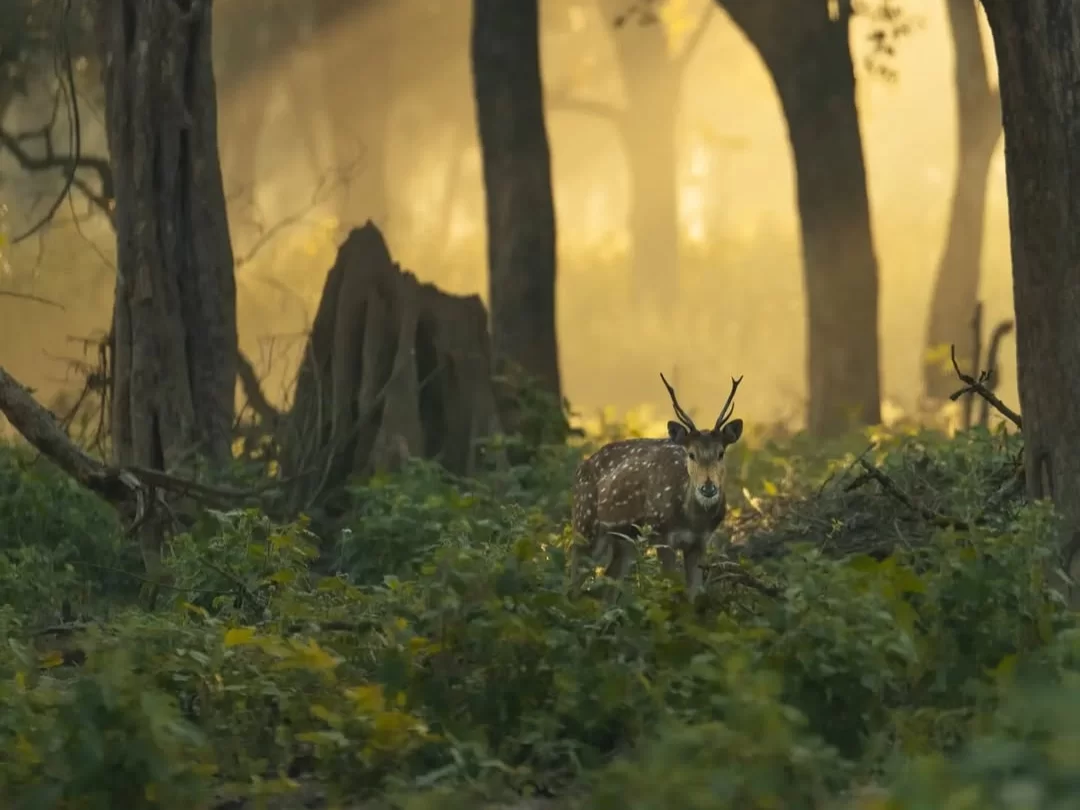 Jim Corbett National Park spotted deer chital stag golden hour forest mist, antlered buck bush foreground tall trees stump sunbeams foliage, perfect Uttarakhand wildlife safari tour packages.