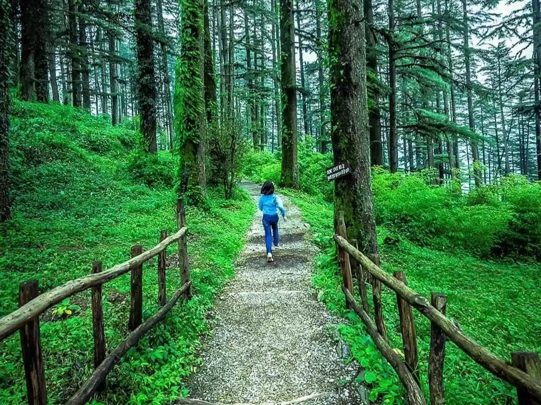 Woman hiker walking wooden fenced trail through mossy deodar forest in Dhanaulti Eco Park featured in Mussoorie Dhanaulti Uttarakhand tour packages