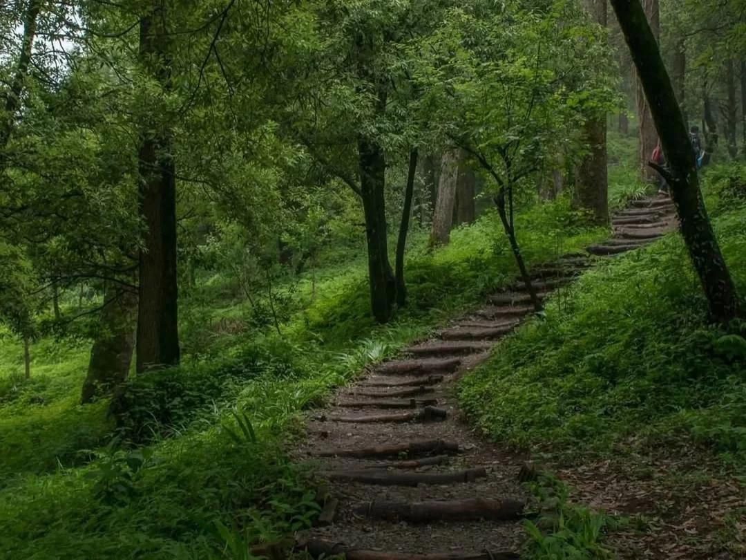 Wooden staircase trail through lush green forest in Dhanaulti Eco Park with hiker featured in Mussoorie Dhanaulti Uttarakhand tour packages