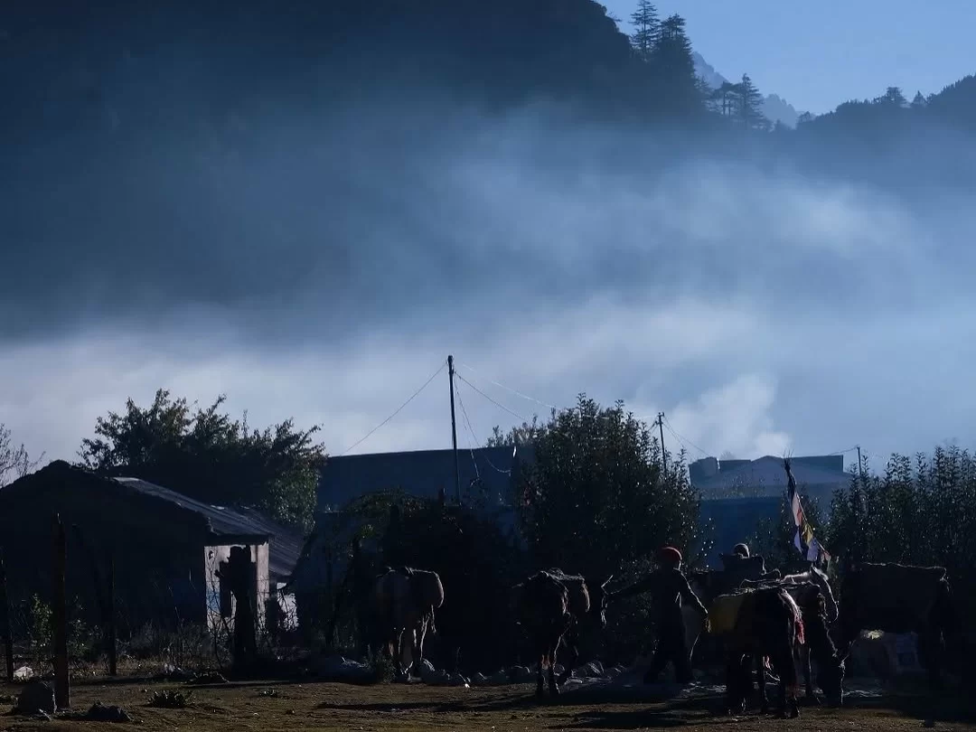 Bagori Village yaks dawn during foggy morning Uttarkashi, featuring silhouetted yaks locals misty hills blue sky backdrop, perfect Uttarakhand tour packages. 