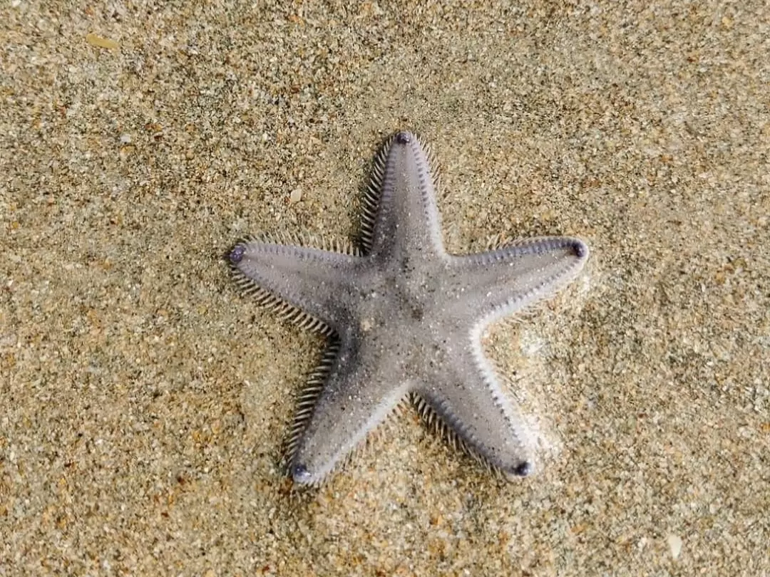 Close-up grey starfish on sandy Betalbatim Beach Goa, featuring detailed spines textured skin beach backdrop, perfect South Goa beach wildlife tour package.