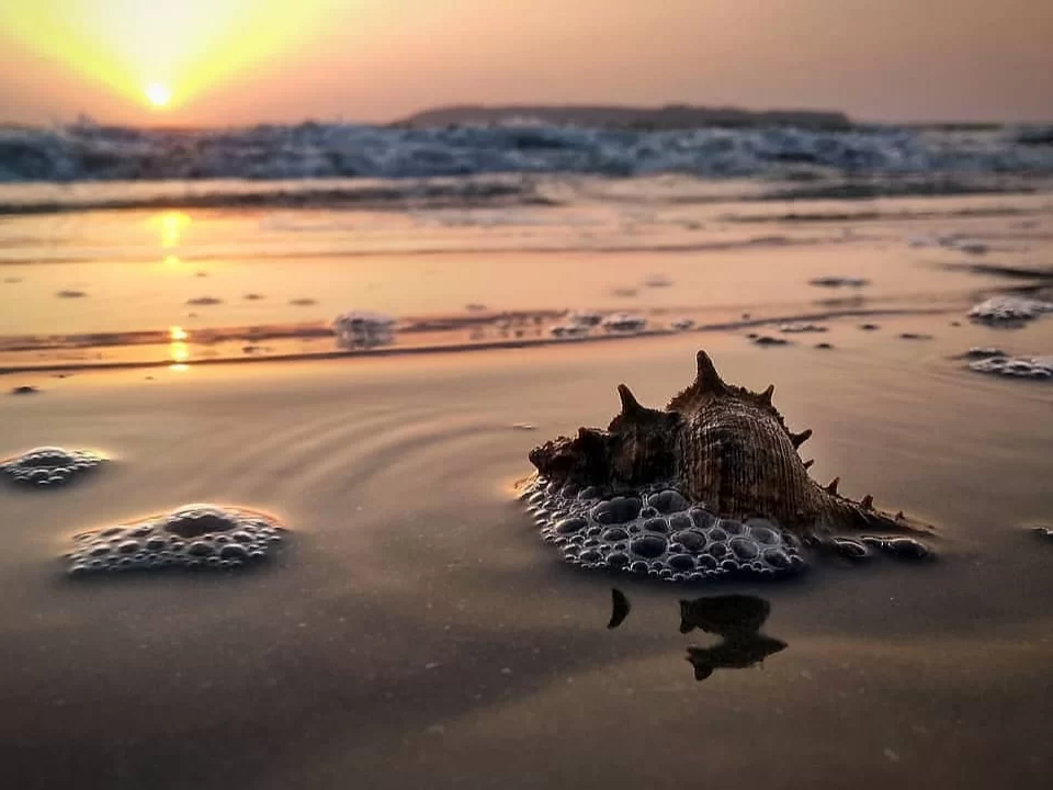 Seashell in foam on wet sand at Caranzalem Beach Goa during sunset, featuring orange sun waves reflections, perfect romantic experience Goa beach tour package. 