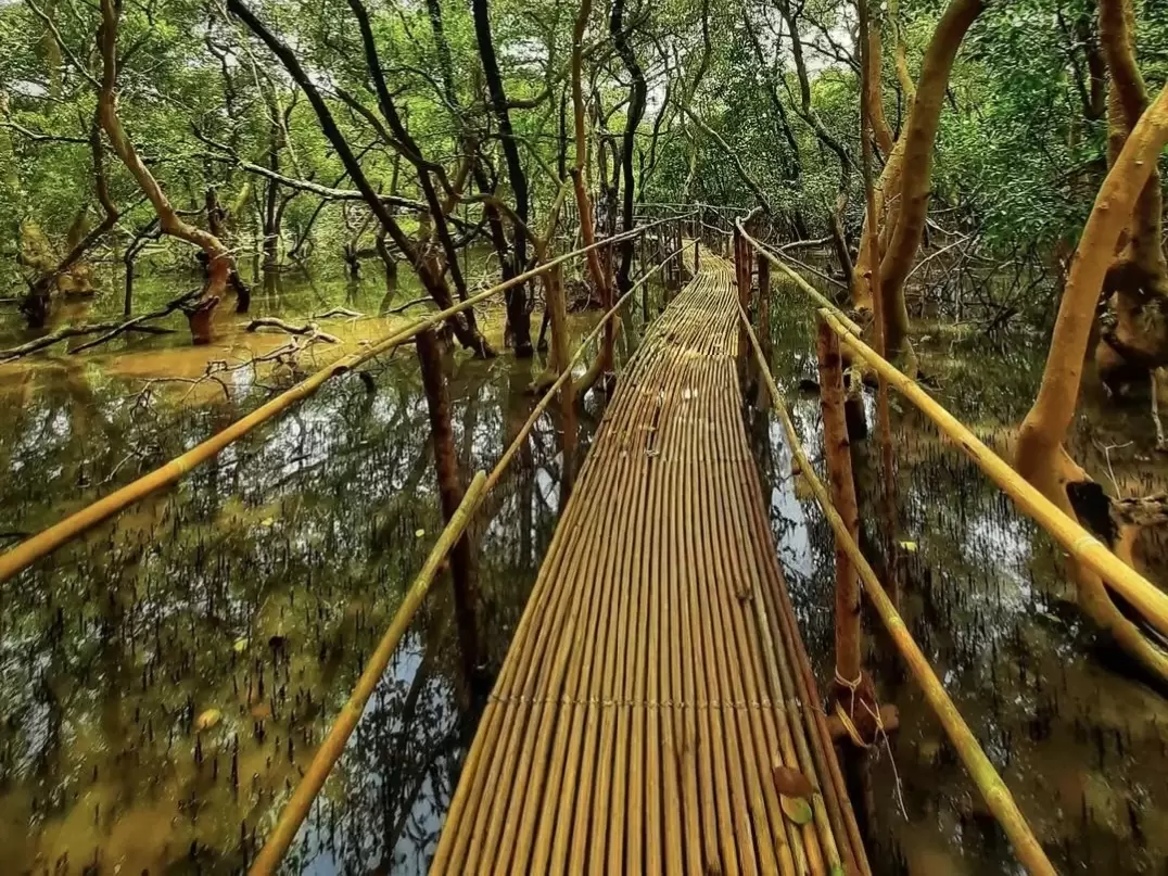 Serene wooden boardwalk winding through golden mangroves tidal waters at Salim Ali Bird Sanctuary Chorao Island Mandovi River Goa, featuring twisted aerial roots reflective creek lush green canopy, perfect birdwatching experience Goa mangrove boat safari 