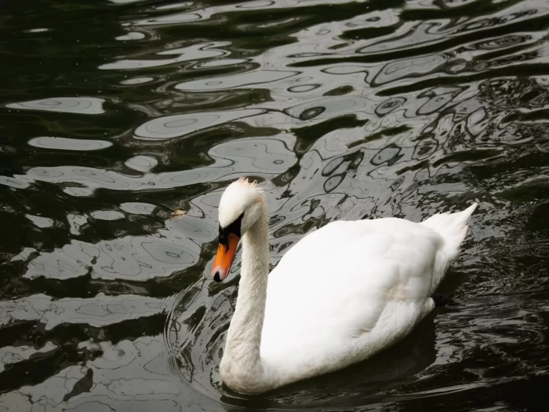 Bhitarkanika Bird Sanctuary white swan gracefully swimming on tranquil mangrove wetland waters, showcasing serene birdwatching and wildlife photography experience in Odisha tour packages.