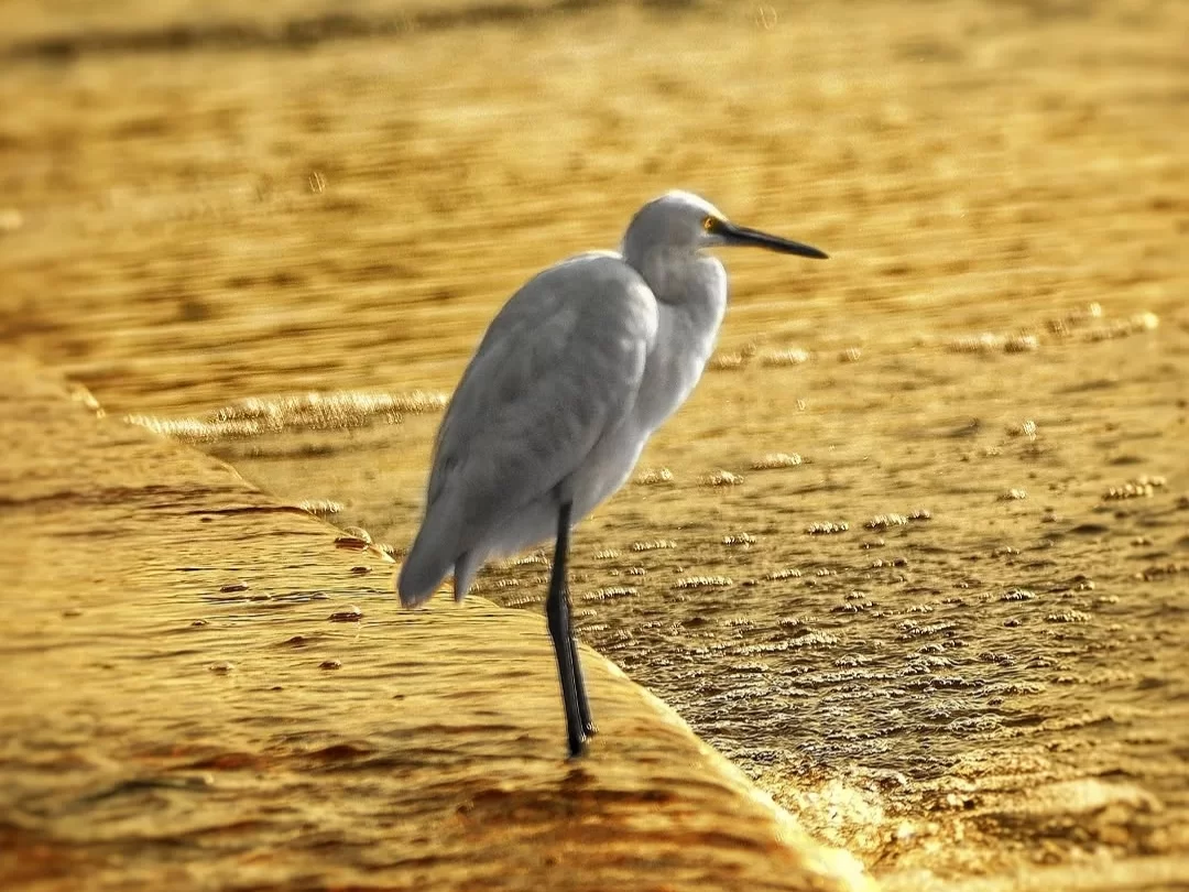 Bhitarkanika Bird Sanctuary elegant white egret standing on the edge of golden sunlit water, peaceful mangrove wetland birdwatching scene ideal for Odisha wildlife tour packages.