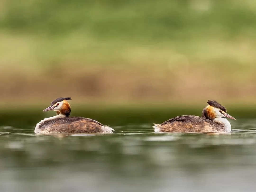 itarkanika Bird Sanctuary pair of great crested grebes peacefully floating on calm wetland water, showcasing rich migratory birdlife and serene birdwatching experience in Odisha tour packages