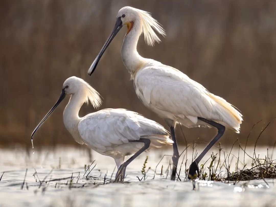 Bhitarkanika Bird Sanctuary pair of elegant Eurasian spoonbills wading in shallow wetland water, showcasing rich migratory birdlife and scenic Odisha birdwatching tour experience.
