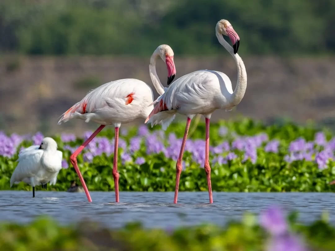 Bhitarkanika Bird Sanctuary graceful greater flamingos wading in shallow wetland water among purple aquatic flowers, vibrant migratory birdwatching scene for Odisha eco-tour packages.