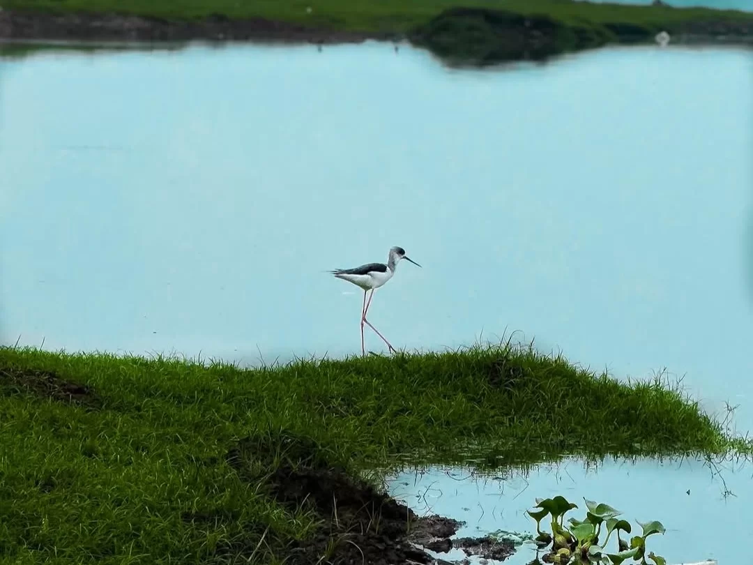 Bhitarkanika Bird Sanctuary solitary black-winged stilt walking on lush green wetland island beside calm blue water, serene wading bird scene for Odisha birdwatching and photography tours