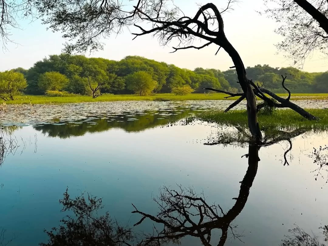 Bhitarkanika Bird Sanctuary serene mangrove creek with still reflective water, lush green forest and silhouetted tree branches creating peaceful wetland landscape for Odisha nature tours.