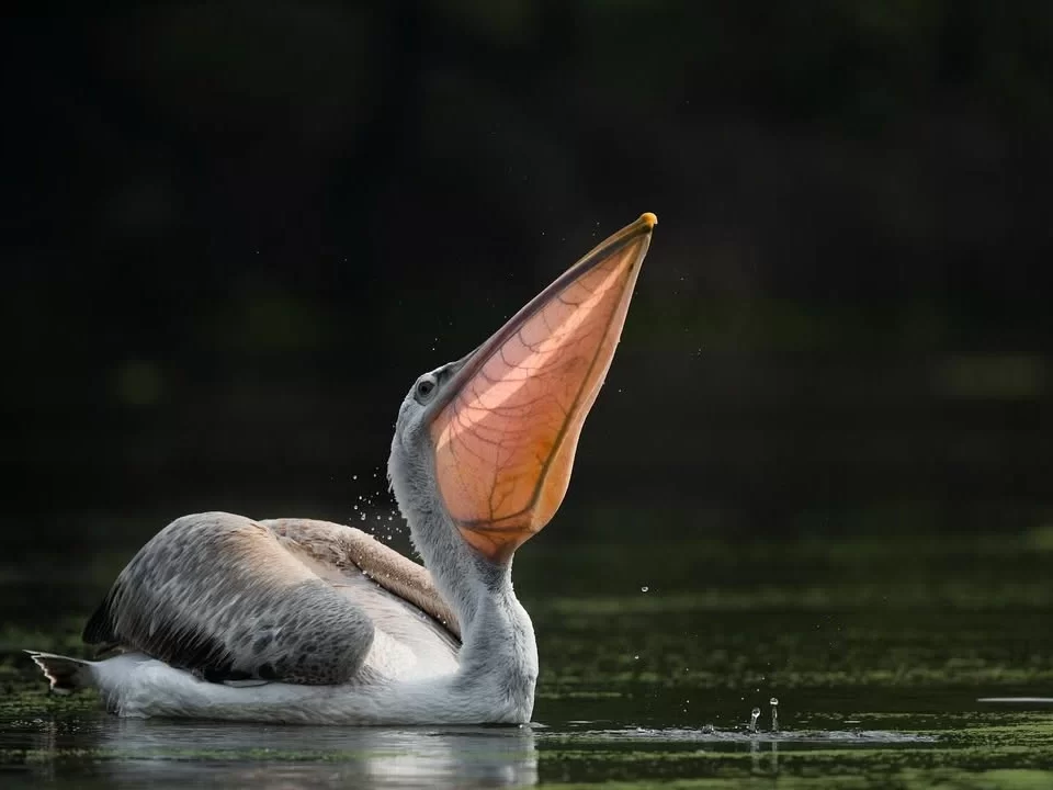 Bhitarkanika Bird Sanctuary spot-billed pelican floating on calm wetland water with open pink throat pouch, dramatic close-up showcasing Odisha’s rich migratory birdlife for wildlife tour packages