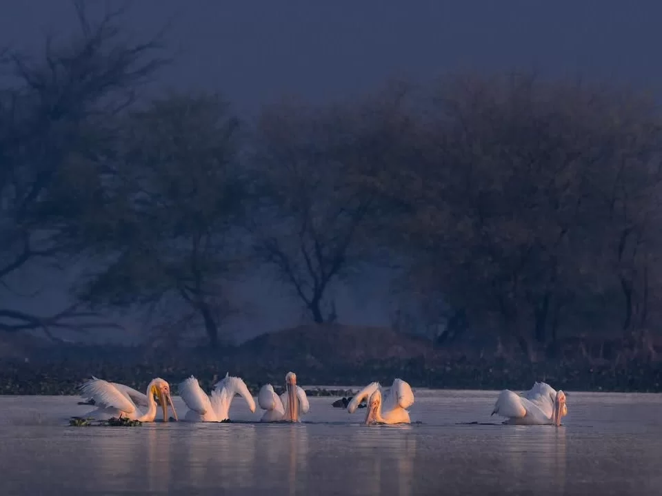 Bhitarkanika Bird Sanctuary flock of white pelicans feeding together on calm wetland water at dusk, tranquil migratory birdwatching scene for Odisha wildlife tour packages.