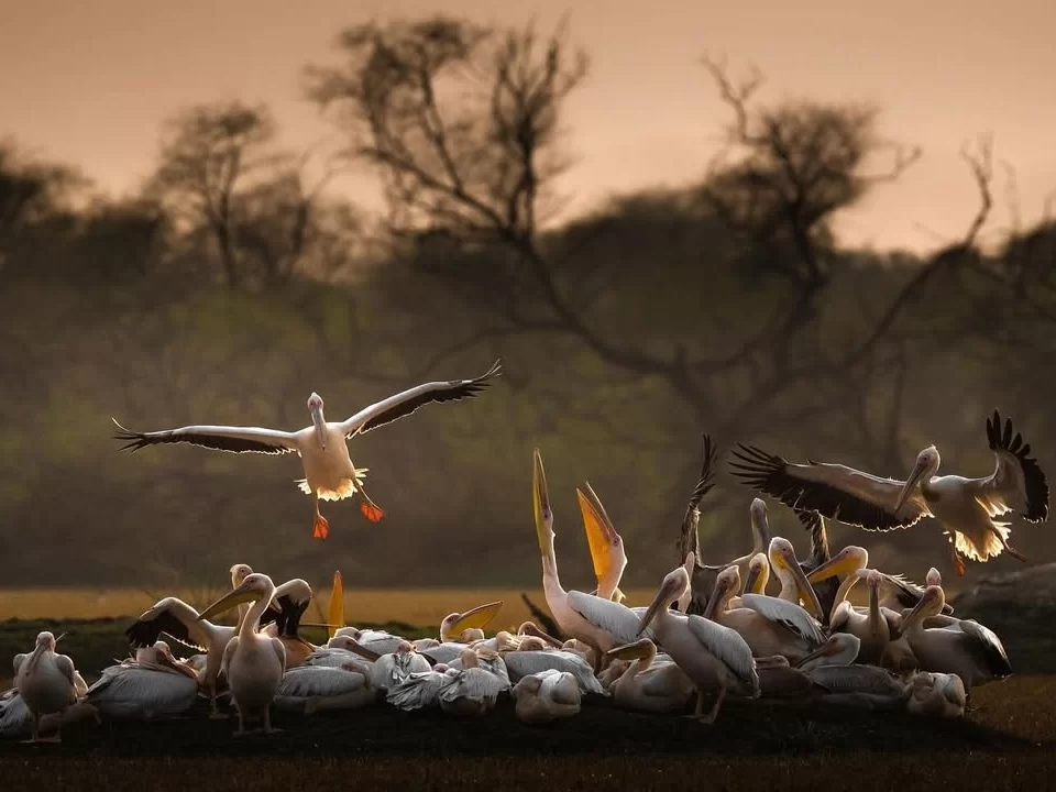 Bhitarkanika Bird Sanctuary large flock of pelicans resting and taking flight on golden wetland at sunrise, dramatic migratory bird colony scene for Odisha wildlife and photography tour packages.