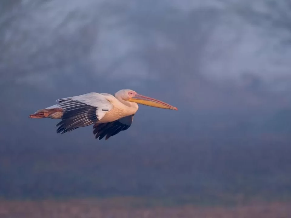 Bhitarkanika Bird Sanctuary great white pelican gliding low in flight over misty wetland, showcasing majestic migratory birdlife for Odisha wildlife and bird photography tour packages.