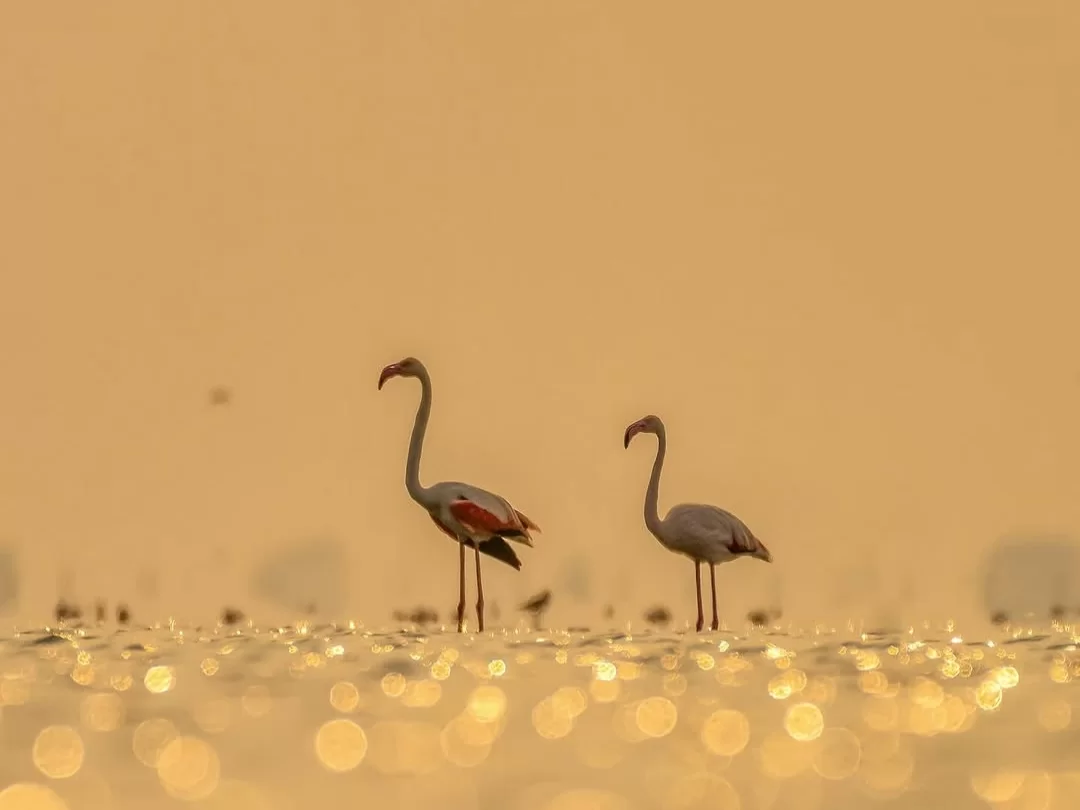 Bhitarkanika Bird Sanctuary graceful greater flamingos wading in shimmering golden wetland at sunrise, dreamy migratory birdwatching scene for Odisha wildlife and photography tour packages.