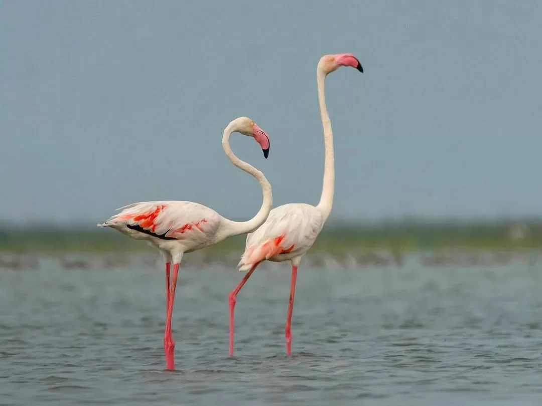 Bhitarkanika Bird Sanctuary graceful pair of greater flamingos standing in shallow wetland water, pinkish-white plumage and long legs offering a serene migratory birdwatching highlight in Odisha tour 