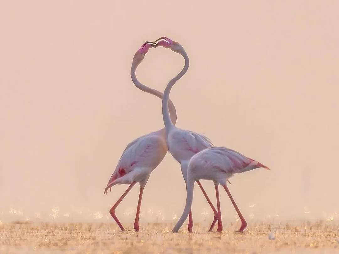 Bhitarkanika Bird Sanctuary romantic greater flamingos in soft golden light, intertwined necks forming a heart shape during courtship display, perfect for Odisha honeymoon and wildlife tour packages