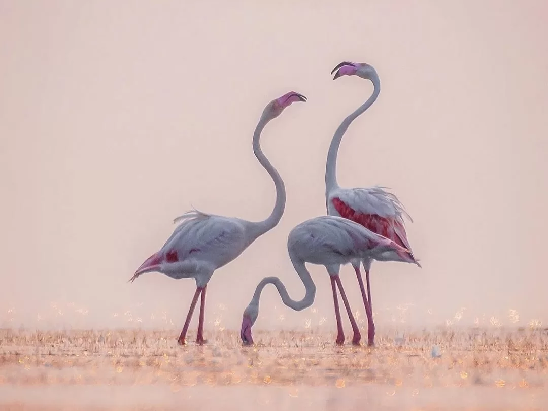 Bhitarkanika Bird Sanctuary trio of greater flamingos in soft golden mist, graceful curved necks and pink plumage feeding in shallow wetland, capturing Odisha’s romantic migratory birdwatching charm.