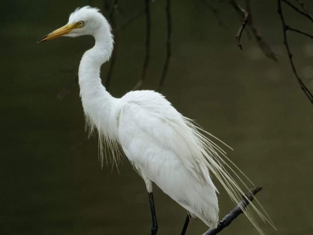 Bhitarkanika Bird Sanctuary elegant great egret perched by calm wetland water, pure white plumage and long yellow bill highlighting Odisha’s rich birdlife for wildlife and photography tour packages