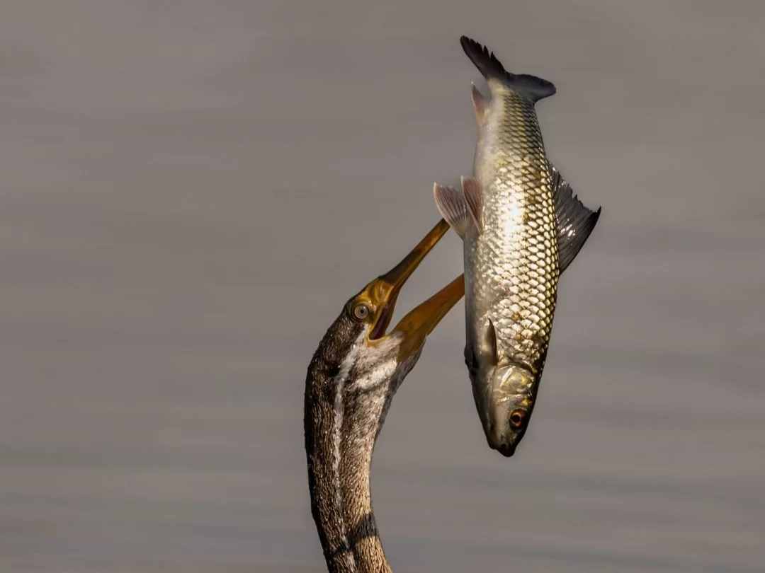 Bhitarkanika Bird Sanctuary