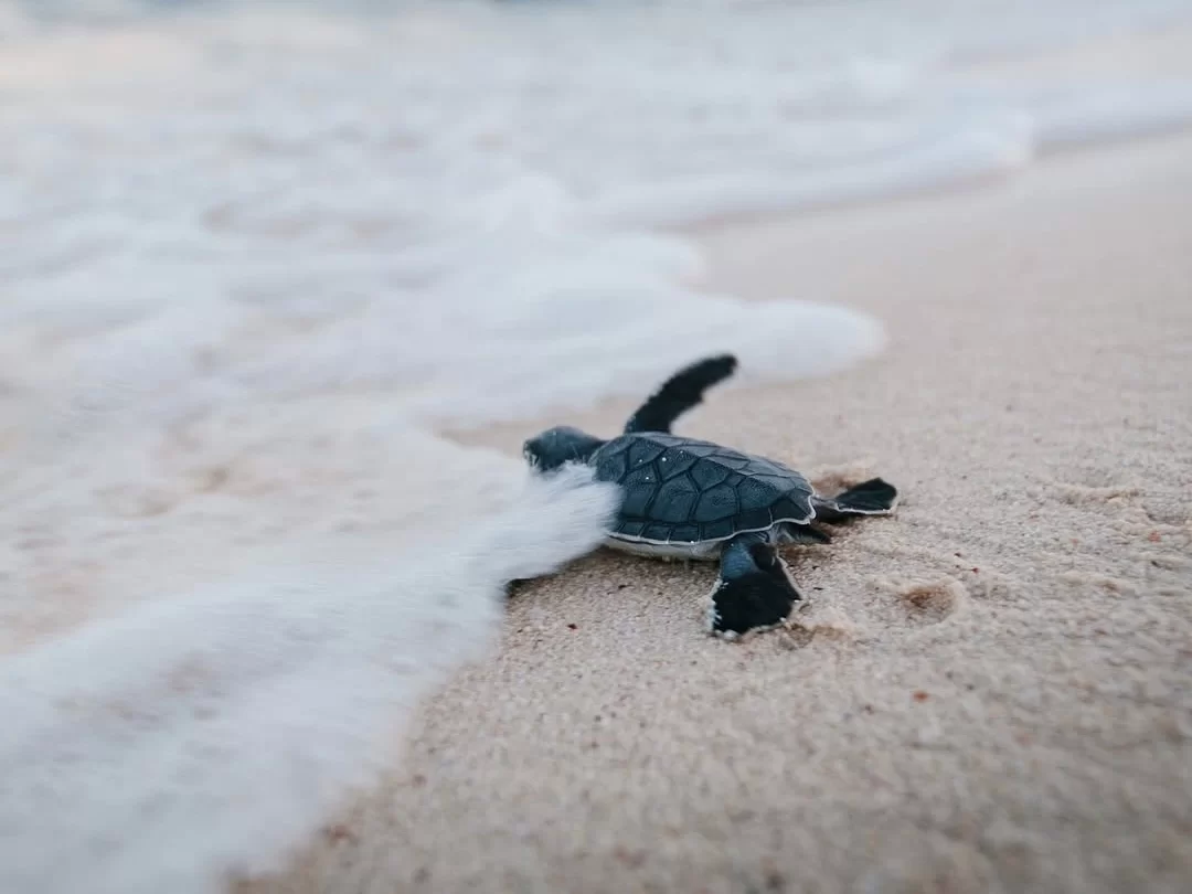 Gahirmatha Marine Sanctuary Olive Ridley turtle hatchling meeting the gentle Bay of Bengal waves on soft sand, capturing Odisha’s magical mass nesting, hatching and conservation-focused eco-tourism ex