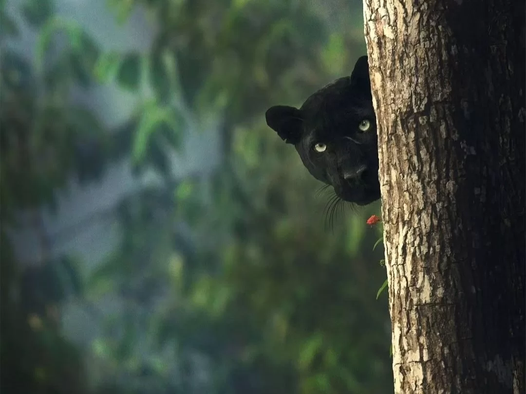 Bhitarkanika King Cobra Jungle stealthy black panther peeking from behind a tree in dense green forest, capturing the thrilling wildlife safari and predator encounters of Odisha’s mangrove national pa