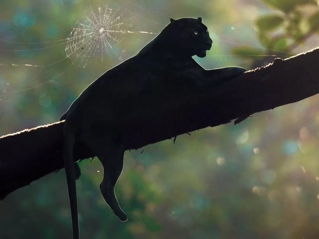 Bhitarkanika King Cobra Jungle black panther resting lazily on a tree branch with a spider web glinting in soft forest light, capturing Odisha’s mysterious mangrove wildlife safari experience.