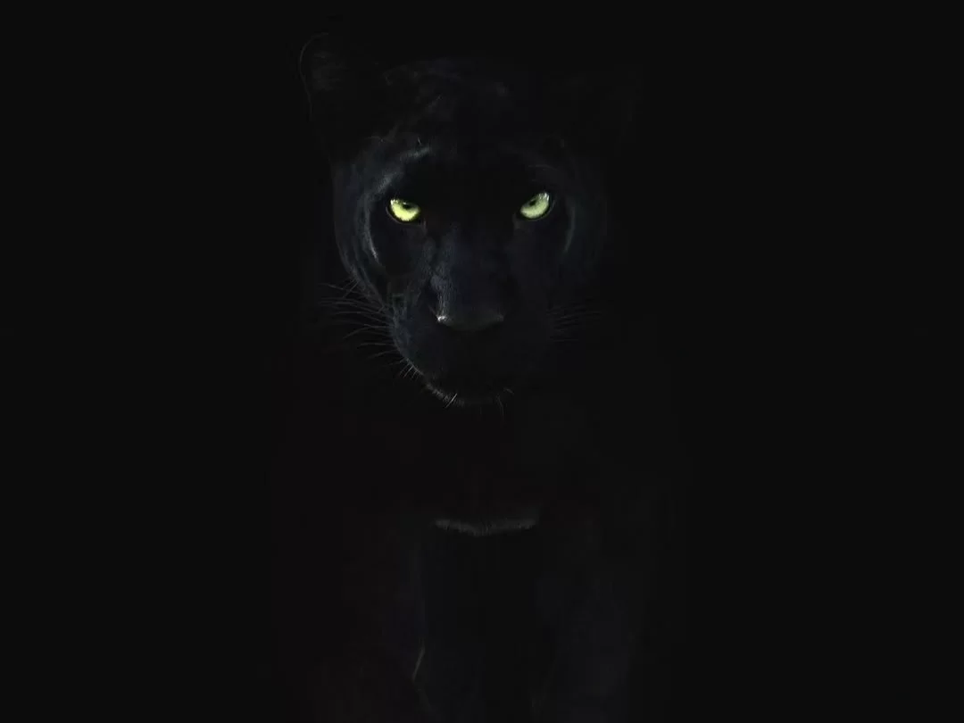 Bhitarkanika King Cobra Jungle intense close-up of black panther emerging from darkness, piercing yellow eyes glowing in the night to highlight Odisha’s thrilling nocturnal wildlife safari experience.