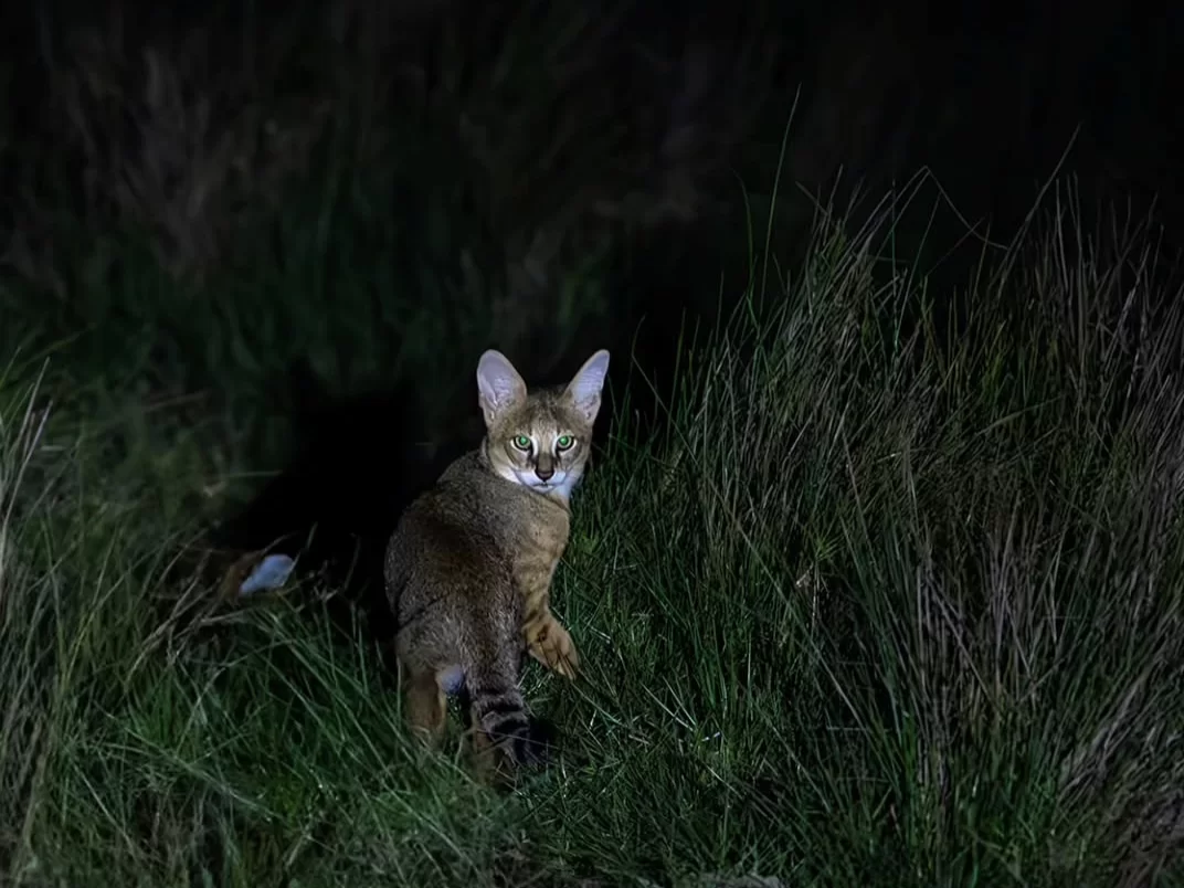 Bhitarkanika King Cobra Jungle night shot of a small wild cat in tall grass, eyes glowing in torchlight to showcase Odisha’s rare leopard cat and fishing cat nocturnal safari experience.