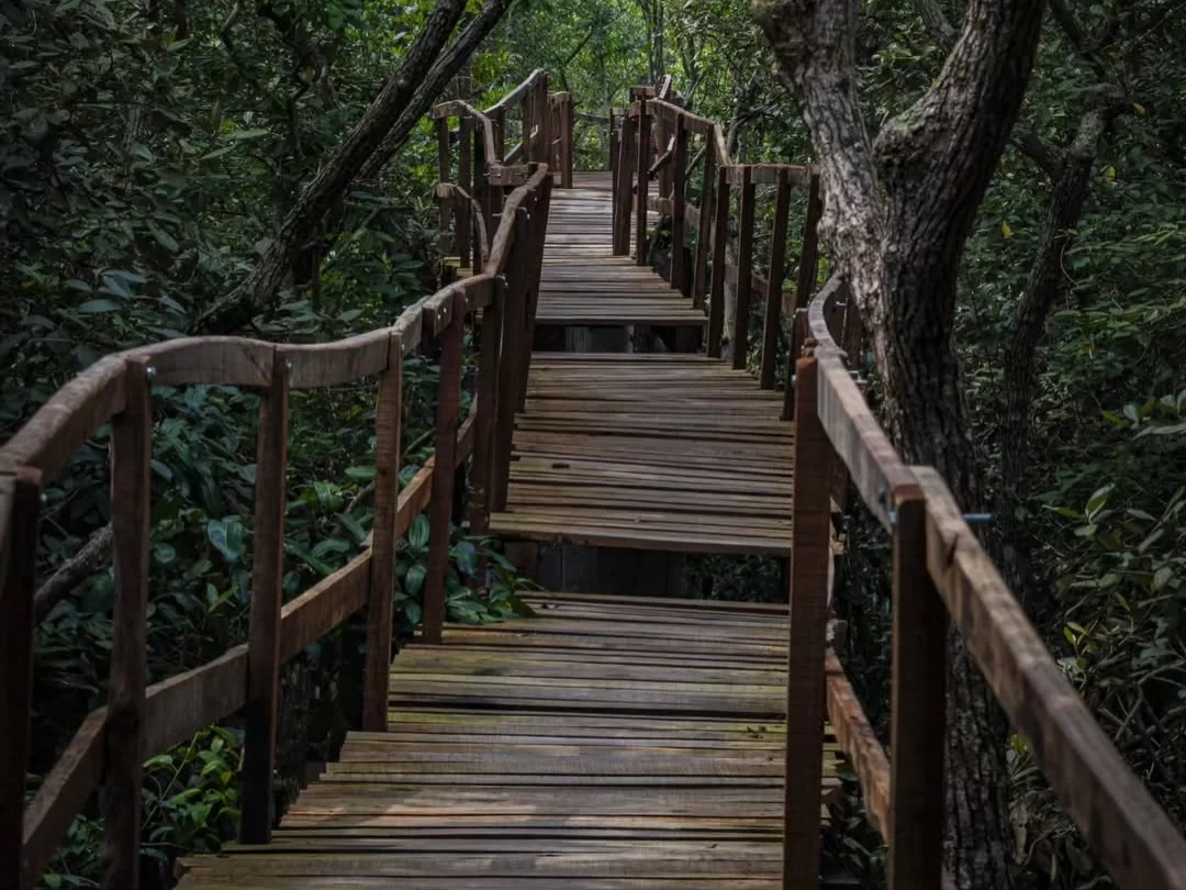 Bhitarkanika King Cobra Jungle wooden canopy walk winding through dense mangrove forest, offering tourists a safe elevated trail and immersive nature experience inside Odisha’s wild national park.