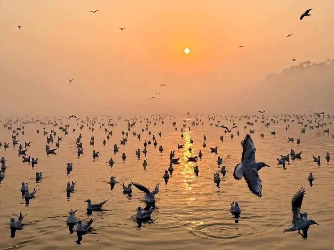 Nalbana Bird Sanctuary Chilika Lake Odisha sunset migratory birds massive flock golden mist serene waters perfect reflection, ideal Puri birdwatching dolphin safari tour package.
