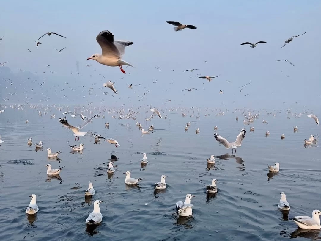 Nalbana Bird Sanctuary Chilika Lake Odisha seagulls gulls massive flock misty morning calm waters aerial view flying birds, perfect Puri birdwatching dolphin safari tour package. 