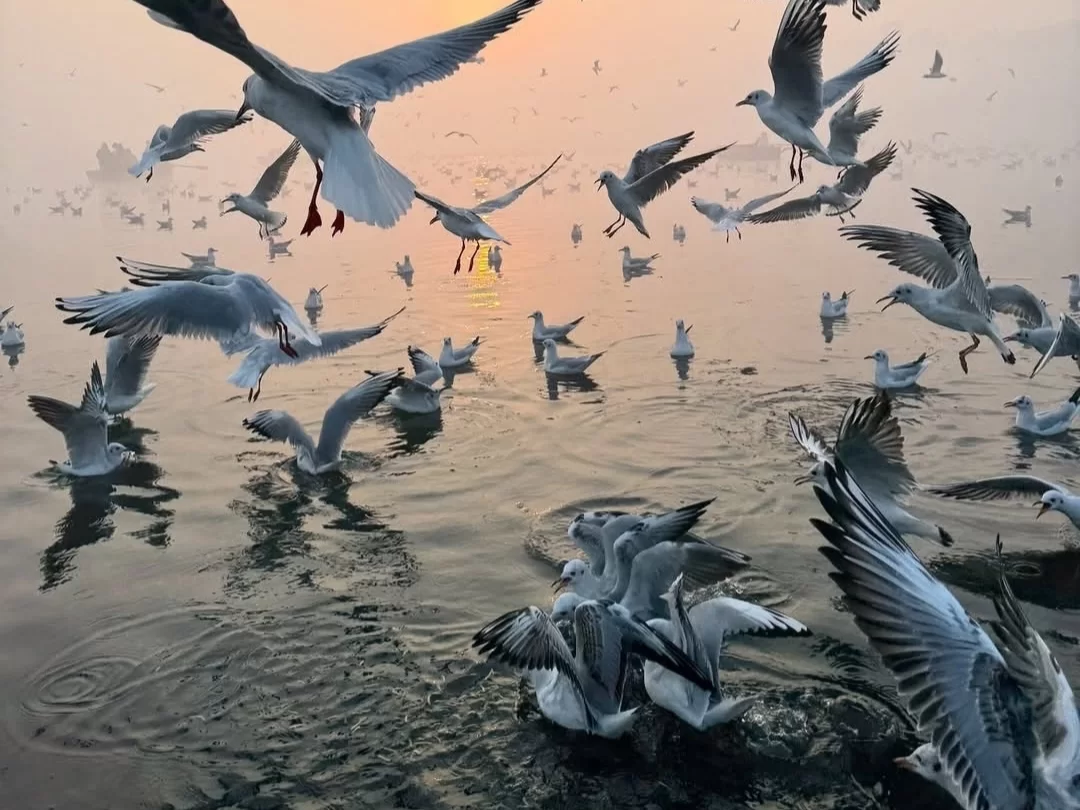Nalbana Bird Sanctuary Chilika Lake Odisha seagulls gulls dynamic flying flock sunset golden mist water reflection serene lagoon, perfect Puri birdwatching dolphin safari tour package. 