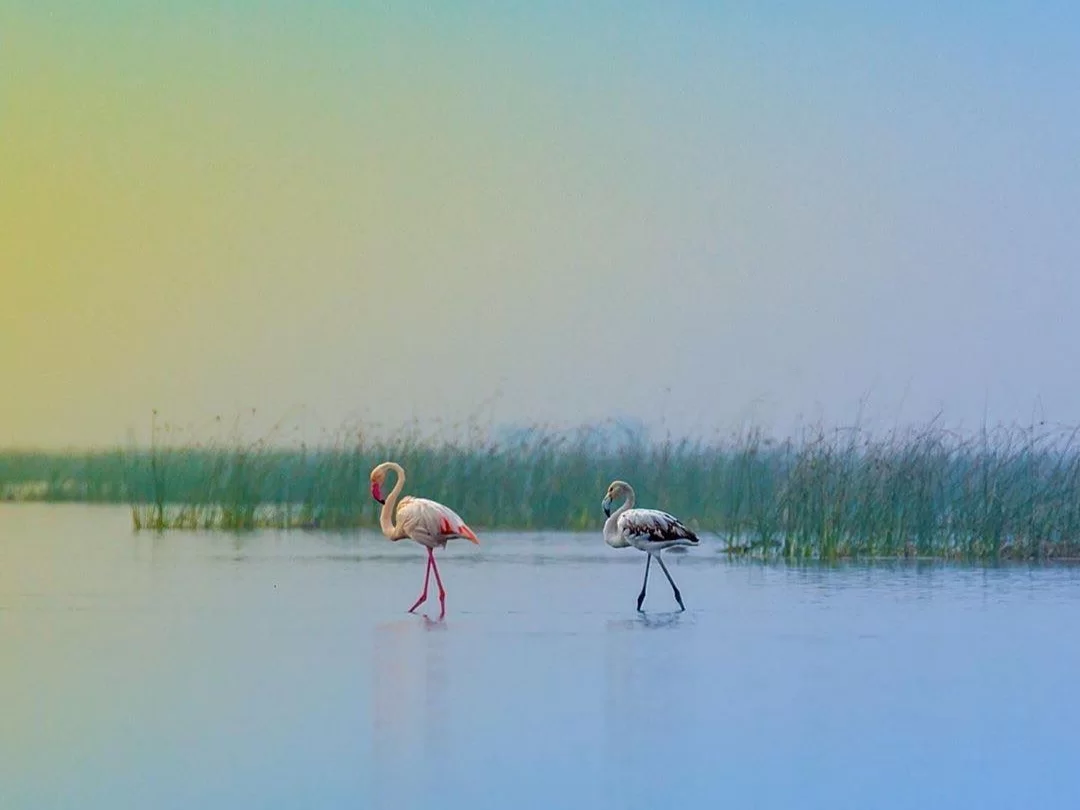 Nalbana Bird Sanctuary Chilika Lake Odisha greater lesser flamingos wading reed grass shallow waters misty horizon, perfect Puri birdwatching dolphin safari tour package. 