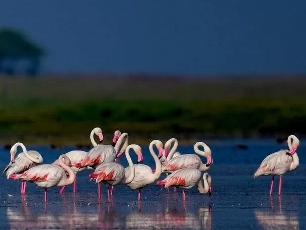 Nalbana Bird Sanctuary Chilika Lake Odisha flamingos flock wading shallow waters perfect reflection green reeds blue horizon, ideal Puri birdwatching dolphin safari tour package. 