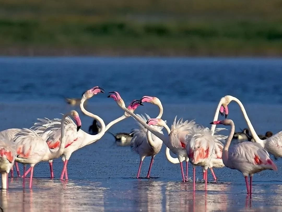 Nalbana Bird Sanctuary Chilika Lake Odisha flamingos flock dynamic display necks intertwined wading shallow waters serene lagoon, perfect Puri birdwatching dolphin safari tour package.