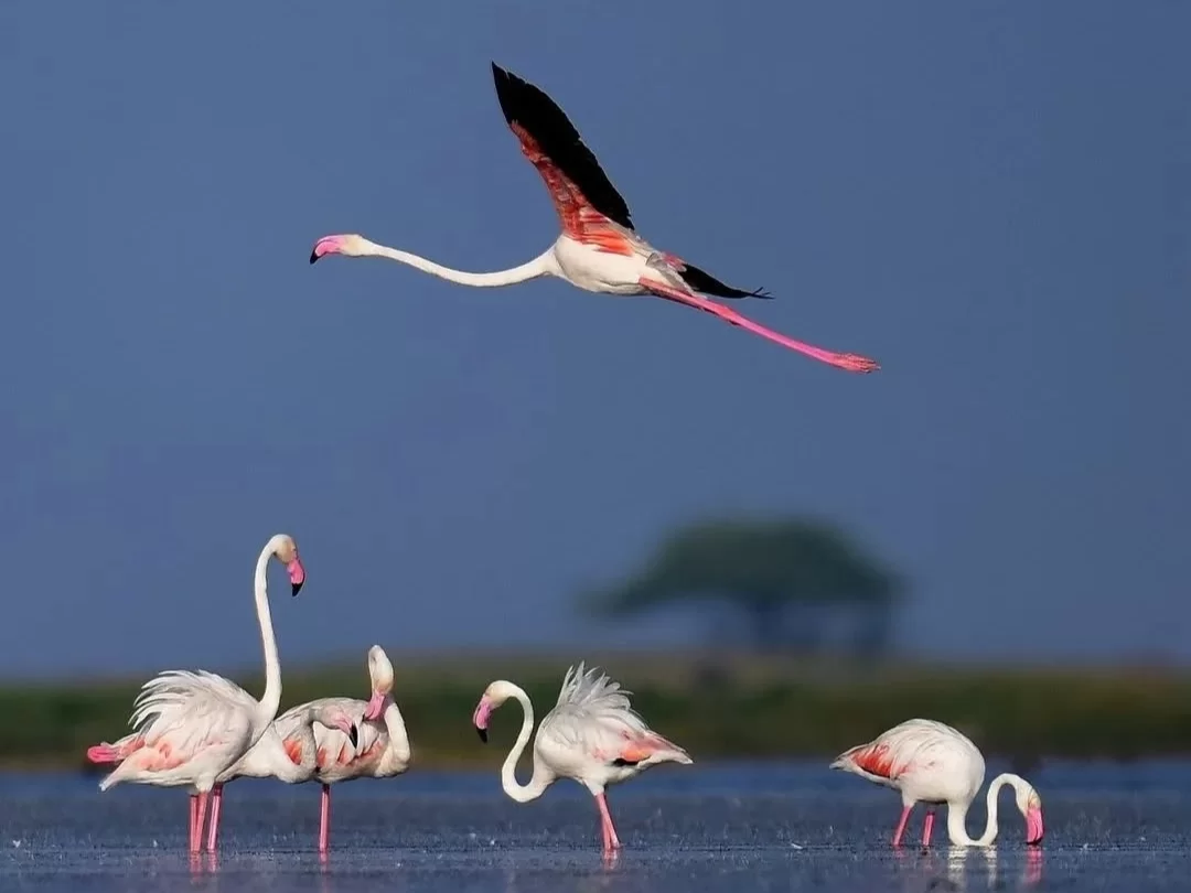 Nalbana Bird Sanctuary Chilika Lake Odisha greater flamingo takeoff flight wading group shallow waters distant trees serene horizon, perfect Puri birdwatching dolphin safari tour package.