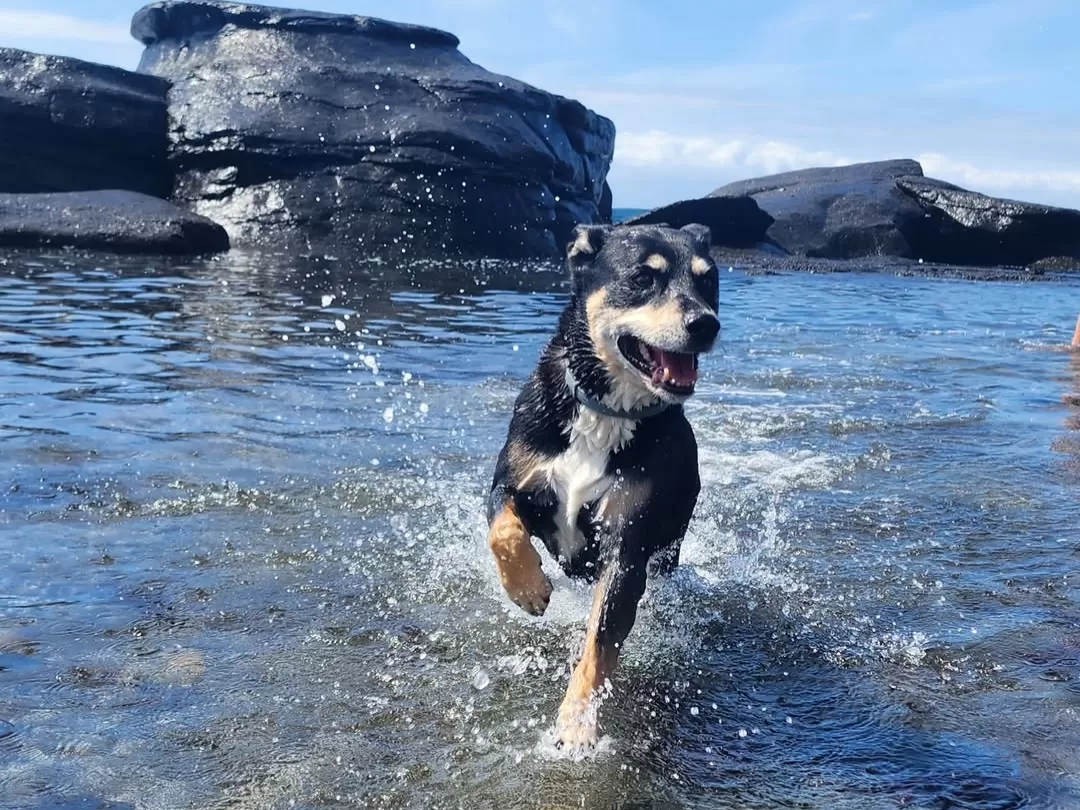 Satapada Dolphin Point Chilika Lake Odisha playful dog running splashing shallow waters black volcanic rocks blue sky serene lagoon, perfect Puri dolphin safari birdwatching tour package.