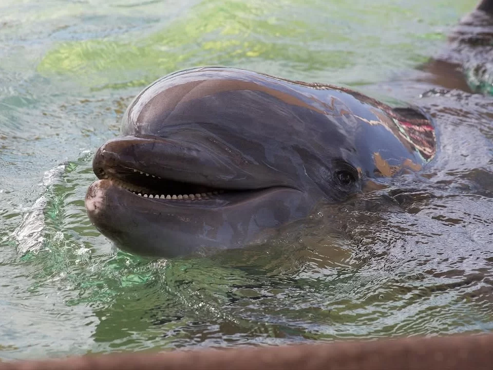 Satapada Dolphin Point Chilika Lake Odisha Irrawaddy dolphin smiling closeup turquoise green water playful expression serene lagoon, perfect Puri dolphin safari birdwatching tour package.