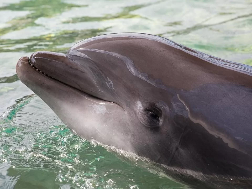 Satapada Dolphin Point Chilika Lake Odisha Irrawaddy dolphin smiling profile closeup turquoise green water joyful expression serene lagoon, perfect Puri dolphin safari birdwatching tour package.