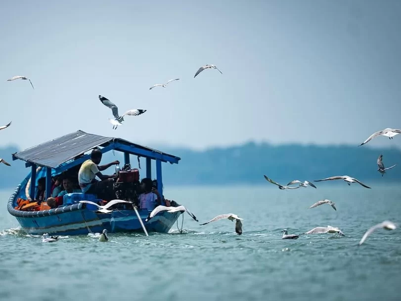 Chilika Lake Odisha blue tourist boat feeding seagulls gulls flock passengers thatched roof serene waters, perfect Puri birdwatching dolphin safari tour package. 