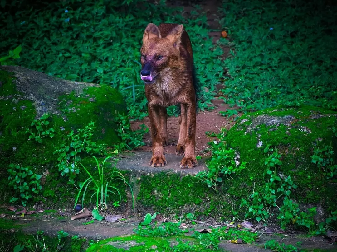 Dhole Asiatic wild dog at Nandankanan Zoological Park Bhubaneswar in lush forest enclosure, perfect Odisha wildlife safari tour package.